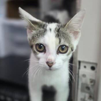 Doja -  Domestic Short Hair Cat for Adoption in Huntsville, Alabama - Doja | PetCurious