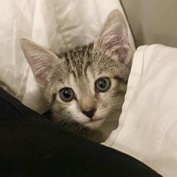 Louise* -  Domestic Short Hair Cat for Adoption in San Gabriel, California - Louise* | PetCurious