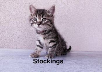STOCKINGS -  Domestic Short Hair Cat for Adoption in Colorado Springs, Colorado - STOCKINGS | PetCurious