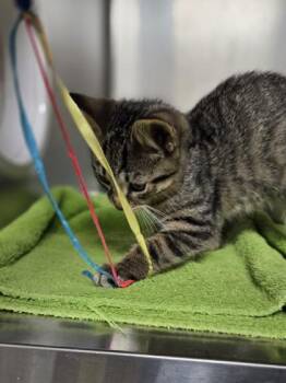Rip -  Domestic Short Hair Cat for Adoption in Westland, Michigan - Rip | PetCurious