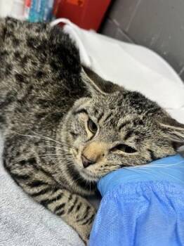 Domestic Short Hair Cats Available for Adoption in Fort Worth, Texas - Crunch | PetCurious