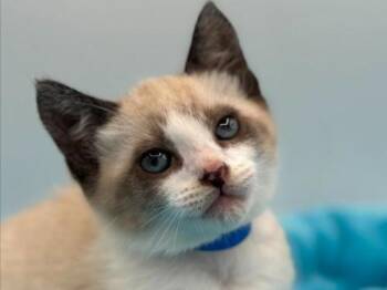 Joe -  Domestic Short Hair Cat for Adoption in Portland, Oregon - Joe | PetCurious