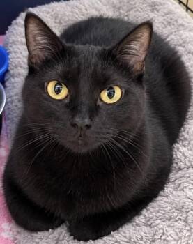 Velvet -  Domestic Short Hair Cat for Adoption in Fremont, Nebraska - Velvet | PetCurious