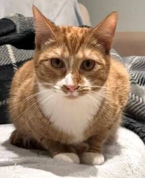 Rescue Tabby Cats for Adoption in South San Francisco, California - Scarlet | PetCurious