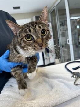 Domestic Short Hair Cats Available for Adoption - TIANA | PetCurious