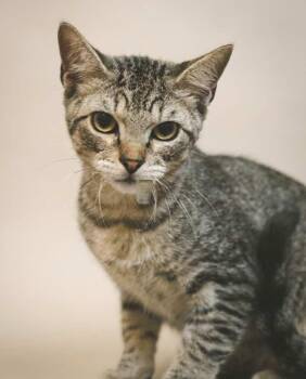 Rescue Tabby and Domestic Short Hair Cats for Adoption - Bolt, Thunder And Flash | PetCurious
