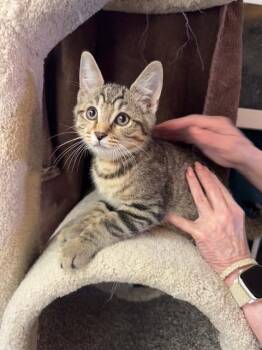 Domestic Short Hair Cats Available for Adoption in Camp Hill, Pennsylvania - Desoto | PetCurious