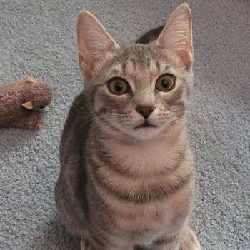 Rescue Domestic Short Hair Cats for Adoption in Reisterstown, Maryland - Jill (paired With Jackie) | PetCurious