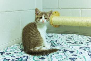 Dolly -  American Shorthair Cat for Adoption in Urbana, Ohio - Dolly | PetCurious