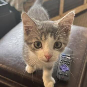 Kiwi -  Domestic Short Hair Cat for Adoption in West Jefferson, Ohio - Kiwi | PetCurious