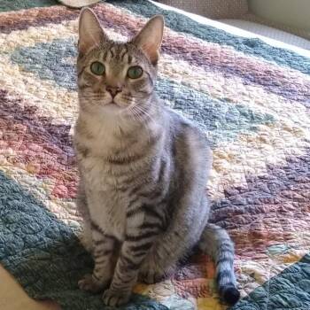 Toast -  Domestic Short Hair Cat for Adoption in Las Vegas, Nevada - Toast | PetCurious