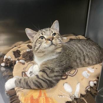 Rescue Domestic Short Hair Cats for Adoption in Lakewood, Colorado - Guppy | PetCurious