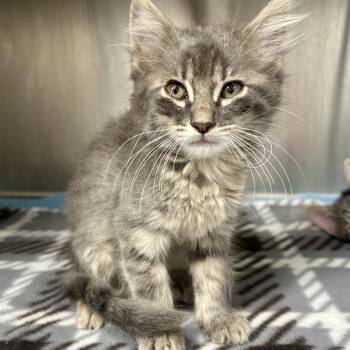 June Bug -  Domestic Medium Hair Cat for Adoption in Saint Joseph, Missouri - June Bug | PetCurious