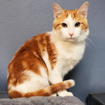 Domestic Short Hair Cats Available for Adoption - Tangelo | PetCurious