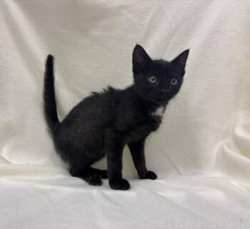 Cat-a-pult -  Domestic Short Hair Cat for Adoption in Shepherdsville, Kentucky - Cat-a-pult | PetCurious
