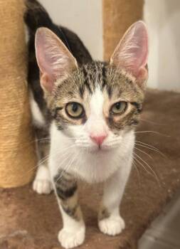Percy -  Tabby and Domestic Short Hair Cat for Adoption in Palo Alto, California - Percy | PetCurious