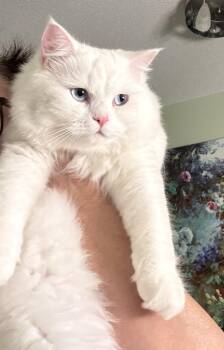 Charming -  Turkish Angora and Maine Coon Cat for Adoption in Brampton, Ontario - Charming | PetCurious