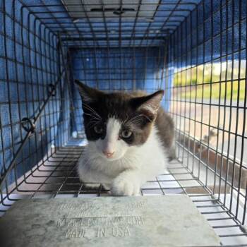 Sammy -  Domestic Short Hair Cat for Adoption in Des Moines, Iowa - Sammy | PetCurious