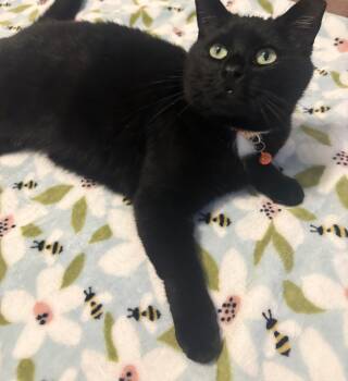 Domestic Short Hair Cats Available for Adoption in Scranton, Pennsylvania - Nyla | PetCurious