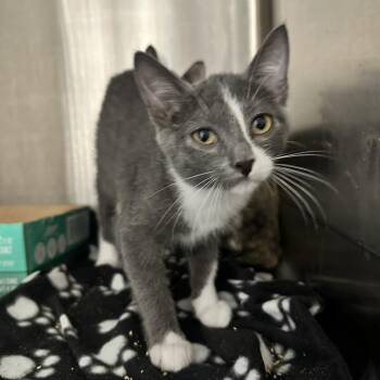 Meowzda -  Domestic Short Hair Cat for Adoption in Davenport, Iowa - Meowzda | PetCurious