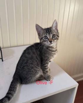 Domestic Short Hair Cats Available for Adoption - Olive | PetCurious