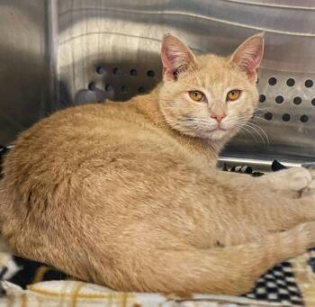 Domestic Short Hair Cats Available for Adoption - Cheato | PetCurious