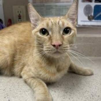 Cat 06/21/2026 -  Domestic Short Hair Cat for Adoption in Bullhead City, Arizona - Cat 06/21/2026 | PetCurious
