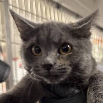 Domestic Medium Hair Cats Available for Adoption - Inky | PetCurious