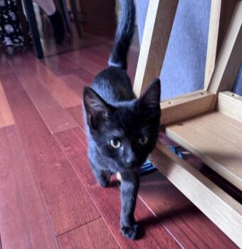 Lilac -  Domestic Short Hair Cat for Adoption in Maineville, Ohio - Lilac | PetCurious