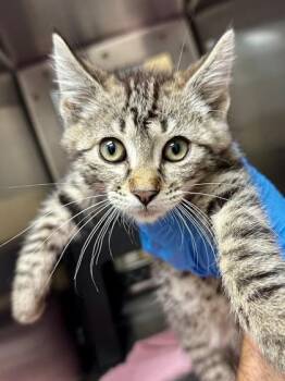 Barnaby -  Domestic Short Hair Cat for Adoption in Wichita, Kansas - Barnaby | PetCurious