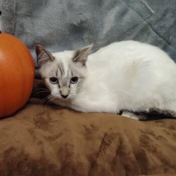 Luau -  Siamese Cat for Adoption in Coos Bay, Oregon - Luau | PetCurious