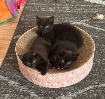 Rescue Domestic Short Hair Cats for Adoption in Philadelphia, Pennsylvania - Huey | PetCurious