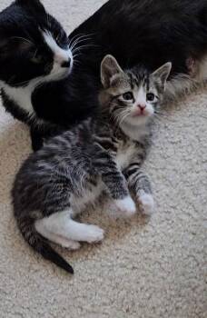 Tabby Cats Available for Adoption - Noble | PetCurious