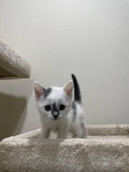 Schmidt -  Domestic Short Hair Cat for Adoption in Herndon, Virginia - Schmidt | PetCurious