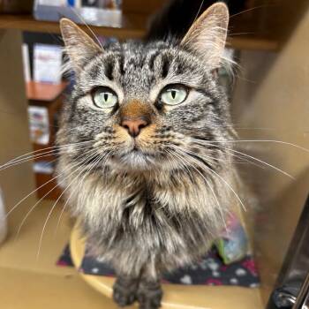 Taz -  Domestic Long Hair Cat for Adoption in Hemet, California - Taz | PetCurious