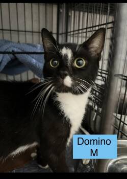 Domino -  Domestic Short Hair Cat for Adoption in Sneads Ferry, North Carolina - Domino | PetCurious