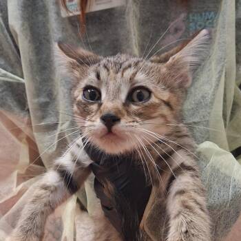 Road Work Ahead -  Domestic Short Hair Cat for Adoption in Murray, Utah - Road Work Ahead | PetCurious