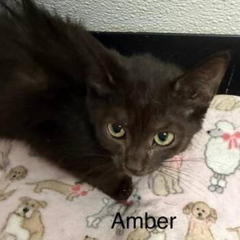 Amber -  Domestic Short Hair Cat for Adoption in Bryan, Ohio - Amber | PetCurious