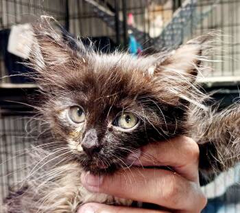 Medusa -  Domestic Long Hair Cat for Adoption in Bulverde, Texas - Medusa | PetCurious