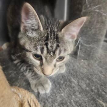 Mars -  Domestic Short Hair Cat for Adoption in Grantsville, Utah - Mars | PetCurious