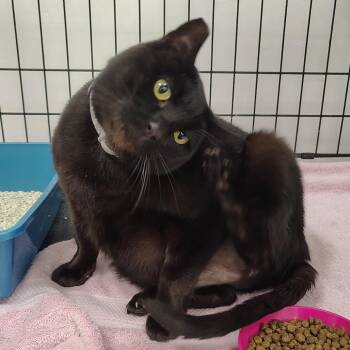 Domestic Short Hair Cats Available for Adoption in Coos Bay, Oregon - CeCe | PetCurious