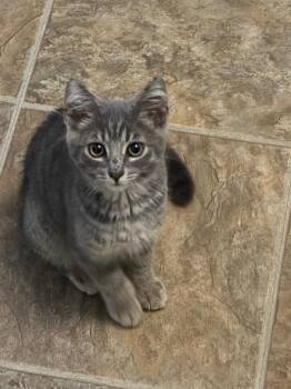 Tater -  Domestic Short Hair Cat for Adoption in Gorham, Maine - Tater | PetCurious