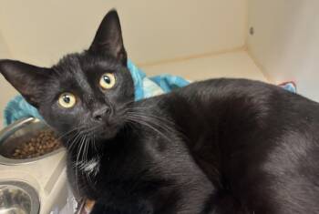 KOVU -  Domestic Short Hair Cat for Adoption in Texas City, Texas - KOVU | PetCurious