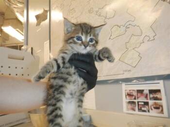 Domestic Short Hair Cats Available for Adoption in San Jose, California - A1406619 | PetCurious