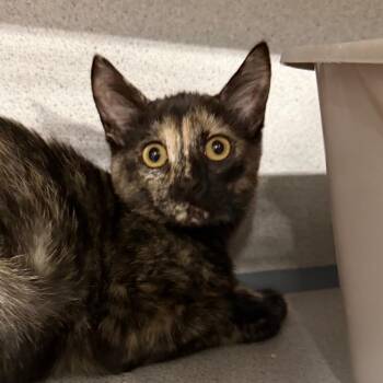 Effie -  Domestic Short Hair Cat for Adoption in Sheridan, Wyoming - Effie | PetCurious