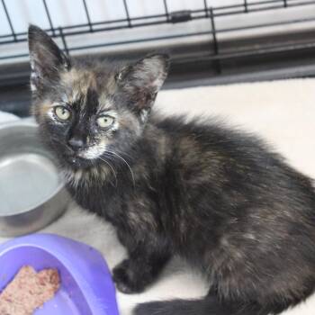 Domestic Short Hair Cats Available for Adoption in Cleveland, Mississippi - Ponyo | PetCurious