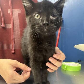 Dusk -  Domestic Short Hair Cat for Adoption in Summerlee, West Virginia - Dusk | PetCurious
