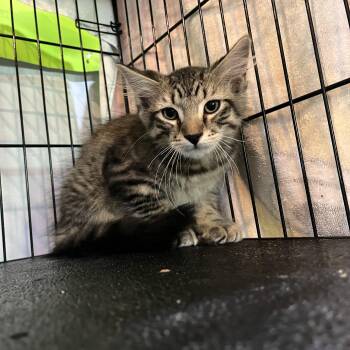 Jesse -  Domestic Medium Hair Cat for Adoption in Salisbury, Massachusetts - Jesse | PetCurious