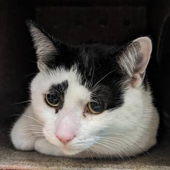 Saskia -  Domestic Short Hair Cat for Adoption in Philadelphia, Pennsylvania - Saskia | PetCurious