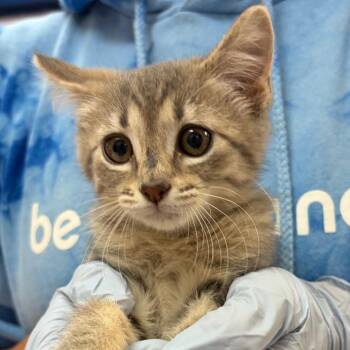 Sinclair -  Domestic Short Hair Cat for Adoption in Nashville, Tennessee - Sinclair | PetCurious
